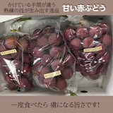ぶどう 【ﾌﾙｰﾂﾌｧｰﾑいしくら】 葡萄 クイーンニーナ 3～4房 1.8kg 高糖度 山梨県 《8/17日頃～8/下旬より出荷》