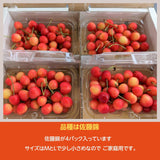 さくらんぼ 【四喜彩】 佐藤錦 800g（200g×4） 家庭用 M/L 山形県 東根市