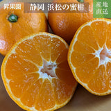 みかん 【昇果園】 青島みかん M~L 5kg 約40～50個 家庭用 静岡県 浜松市 蜜柑 ミカン 《1/中旬～1/下旬より出荷開始》
