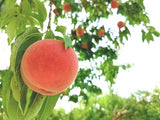 桃 【佐藤果樹園】 品種色々 3kg 9～12個 福島県須賀川市 福島の桃 福島 もも 贈答 プレゼント 《7/上旬～7/中旬より出荷》