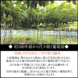 ぶどう 【土屋農園】 葡萄 シャインマスカット 3房 2㎏ 贈答用 山形県 高畠 《9/中旬～9/下旬より出荷》 フルーツ 果物