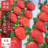 いちご 【アグリハウス秋山】 とちおとめ 3L~4L 大玉 12～15個×2P 750g 翌日配達の地域(東北～近畿）限定 贈答用 福島県 須賀川 苺 《1/上旬～1/中旬より出荷》