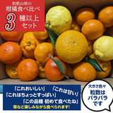 柑橘  【みかんの館】 有田 ブランド産地 田村地区産 柑橘詰め合わせ ３種以上 10㎏ 和歌山県 かんきつ みかん 《2/中旬～2/下旬より出荷》