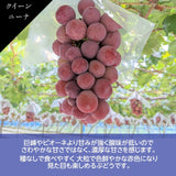 ぶどう 【ﾌﾙｰﾂﾌｧｰﾑいしくら】 葡萄 クイーンニーナ 2房 1.4kg 高糖度 山梨県 贈答  プレゼント 《8/17日頃～8/下旬より出荷》