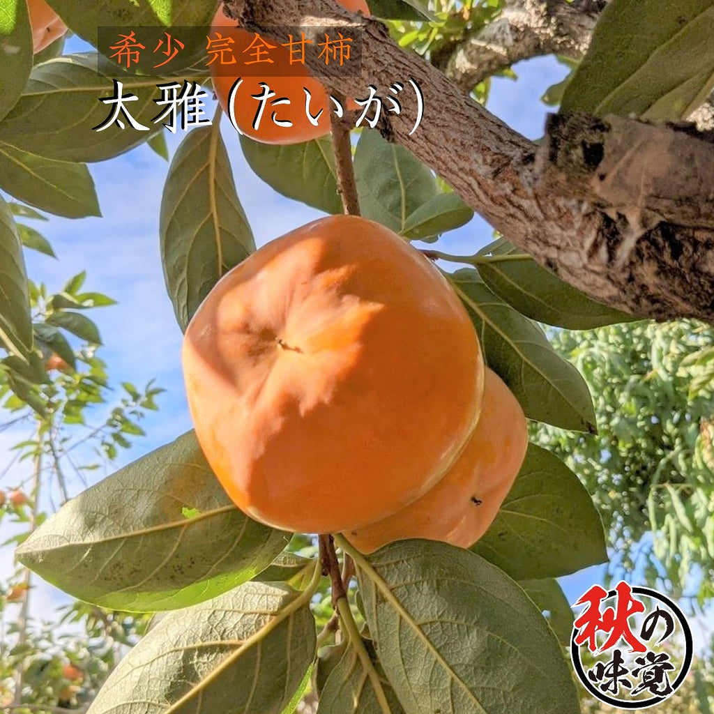 柿 甘柿 【フルーツファームいしくら】 高級 希少 太雅 たいが  広瀬の柿 化粧箱3kg ３L以上 8～9個 贈答用 プレゼント 山梨県笛吹市 種なし かき《11/中旬の出荷》