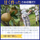 洋梨 【羽田梨園】 ラ・フランス 3kg　訳あり ご家庭用 福島県 萱場 洋ナシ《11/上旬～11/中旬出荷》