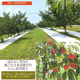 桃 【種まきうさぎ】 あかつき まどか 川中島等 3kg 7～12個 福島県 伊達市 贈答用  プレゼント もも 福島の桃 《7/下旬～8/上旬より出荷》