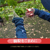 ぶどう 【ﾌﾙｰﾂﾌｧｰﾑいしくら】 葡萄 クイーンニーナ 3～4房 1.8kg 高糖度 山梨県 《8/17日頃～8/下旬より出荷》