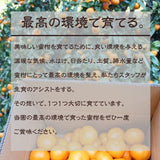 みかん 【昇果園】 青島みかん M~L 5kg 約40～50個 家庭用 静岡県 浜松市 蜜柑 ミカン 《1/中旬～1/下旬より出荷開始》