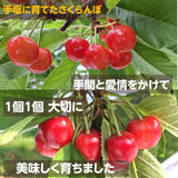 さくらんぼ 【鈴木農園】 紅秀峰 1kg L～２L 贈答 山形県東根市 お中元 御中元《6/中旬～6/下旬の出荷》