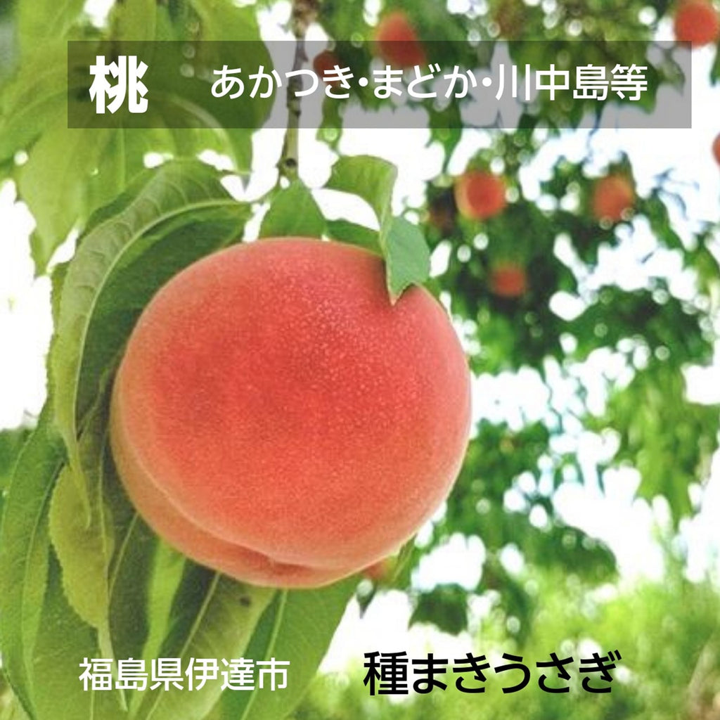 桃 【種まきうさぎ】 あかつき まどか 川中島等 5kg 13～22個 福島県 伊達市 贈答用  プレゼント もも 福島の桃 《7/下旬～8/上旬より出荷》