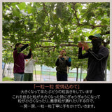ぶどう 【土屋農園】 葡萄 シャインマスカット 3房 2㎏ 贈答用 山形県 高畠 《9/中旬～9/下旬より出荷》 フルーツ 果物