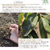 柿 甘柿 【フルーツファームいしくら】 高級 希少 太雅 たいが  広瀬の柿 化粧箱3kg ３L以上 8～9個 贈答用 プレゼント 山梨県笛吹市 種なし かき《11/中旬の出荷》