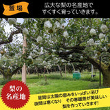 梨 【羽田梨園】 萱場の梨 5kg 訳あり 家庭用 福島県 福島市《9/上旬〜9/中旬より出荷》