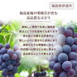 ぶどう 【酒井ぶどう園】 葡萄 詰め合わせ 約1.2kg 2～4房 福島県伊達市《9/上旬～9/中旬より出荷》