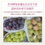 ぶどう 【酒井ぶどう園】 葡萄 詰め合わせ 約1.2kg 2～4房 福島県伊達市《9/上旬～9/中旬より出荷》