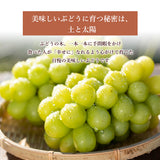 ぶどう 【酒井ぶどう園】 葡萄 詰め合わせ 約1.2kg 2～4房 福島県伊達市《9/上旬～9/中旬より出荷》