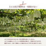 ぶどう 【酒井ぶどう園】 葡萄 詰め合わせ 約1.2kg 2～4房 福島県伊達市《9/上旬～9/中旬より出荷》