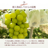 ぶどう 【酒井ぶどう園】 葡萄 詰め合わせ 約1.2kg 2～4房 福島県伊達市《9/上旬～9/中旬より出荷》