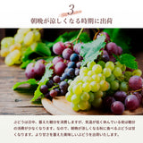 ぶどう 【酒井ぶどう園】 葡萄 詰め合わせ 約1.2kg 2～4房 福島県伊達市《9/上旬～9/中旬より出荷》