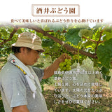 ぶどう 【酒井ぶどう園】 葡萄 詰め合わせ 約1.2kg 2～4房 福島県伊達市《9/上旬～9/中旬より出荷》