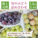 ぶどう 【酒井ぶどう園】 葡萄 詰め合わせ 約1.2kg 2～4房 福島県伊達市《9/上旬～9/中旬より出荷》