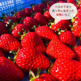 いちご 【アソラベリー】 ２～３種 食べ比べ 紅ほっぺ かおり野 よつぼし 12～15粒 福島県郡山市