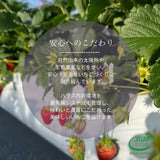 いちご 【アソラベリー】 ２～３種 食べ比べ 紅ほっぺ かおり野 よつぼし 12～15粒 福島県郡山市