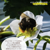いちご 【アソラベリー】 ２～３種 食べ比べ 紅ほっぺ かおり野 よつぼし 12～15粒 福島県郡山市