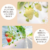 いちご 【アソラベリー】 ２～３種 食べ比べ 紅ほっぺ かおり野 よつぼし 12～15粒 福島県郡山市