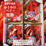 いちご 【モスト絆ファーム】 農薬不使用 ゆうやけベリー 250g×4P 福島県伊達市《2/中旬～2/下旬より出荷》
