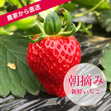 いちご 【モスト絆ファーム】 農薬不使用 ゆうやけベリー 250g×4P 福島県伊達市《2/中旬～2/下旬より出荷》