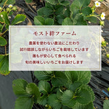 いちご 【モスト絆ファーム】 農薬不使用 ゆうやけベリー 250g×4P 福島県伊達市《2/中旬～2/下旬より出荷》