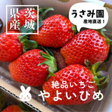 いちご 【うさみ園】 やよいひめ (8～13個)280g×4P 1120g  ステビア栽培 低農薬 完熟 茨城県鉾田市
