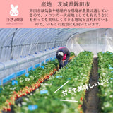 いちご 【うさみ園】 やよいひめ (8～13個)280g×4P 1120g  ステビア栽培 低農薬 完熟 茨城県鉾田市
