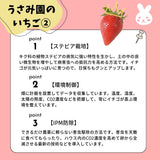いちご 【うさみ園】 やよいひめ (8～13個)280g×4P 1120g  ステビア栽培 低農薬 完熟 茨城県鉾田市