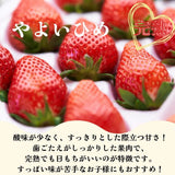 いちご 【うさみ園】 やよいひめ (8～13個)280g×4P 1120g  ステビア栽培 低農薬 完熟 茨城県鉾田市