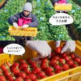 いちご 【うさみ園】 やよいひめ (7～9個)400g×2トレイ 800g  ステビア栽培 低農薬 完熟 茨城県鉾田市