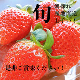 いちご 【うさみ園】 やよいひめ (7～9個)400g×2トレイ 800g  ステビア栽培 低農薬 完熟 茨城県鉾田市