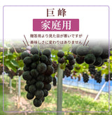 ぶどう 【つぶらぶどう園】 家庭用 巨峰 種無し 2kg  栃木県栃木市 《7/上旬～7/中旬より出荷》