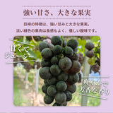 ぶどう 【つぶらぶどう園】 家庭用 巨峰 種無し 2kg  栃木県栃木市 《7/上旬～7/中旬より出荷》