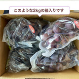 ぶどう 【つぶらぶどう園】 家庭用 巨峰 種無し 2kg  栃木県栃木市 《7/上旬～7/中旬より出荷》