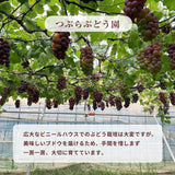 ぶどう 【つぶらぶどう園】 家庭用 巨峰 種無し 2kg  栃木県栃木市 《7/上旬～7/中旬より出荷》