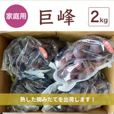 ぶどう 【つぶらぶどう園】 家庭用 巨峰 種無し 2kg  栃木県栃木市 《7/上旬～7/中旬より出荷》