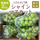 ぶどう 【つぶらぶどう園】 家庭用 シャインマスカット 2kg  栃木県栃木市 《7/上旬～7/中旬より出荷》