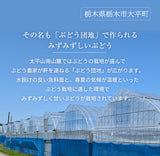 ぶどう 【つぶらぶどう園】 家庭用 シャインマスカット 2kg  栃木県栃木市 《7/上旬～7/中旬より出荷》