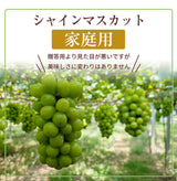 ぶどう 【つぶらぶどう園】 家庭用 シャインマスカット 2kg  栃木県栃木市 《7/上旬～7/中旬より出荷》