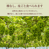 ぶどう 【つぶらぶどう園】 家庭用 シャインマスカット 2kg  栃木県栃木市 《7/上旬～7/中旬より出荷》