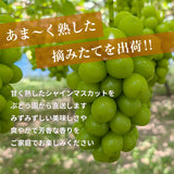 ぶどう 【つぶらぶどう園】 家庭用 シャインマスカット 2kg  栃木県栃木市 《7/上旬～7/中旬より出荷》