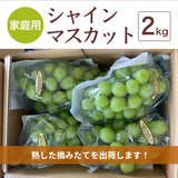 ぶどう 【つぶらぶどう園】 家庭用 シャインマスカット 2kg  栃木県栃木市 《7/上旬～7/中旬より出荷》